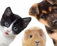 Assurance animal de compagnie : ce qu’il faut savoir