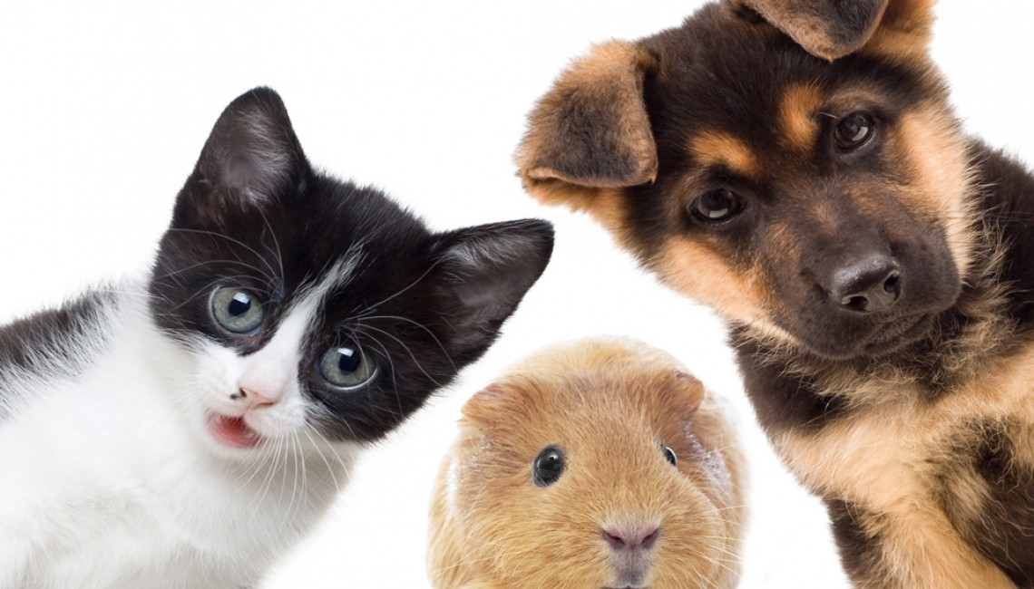 assurance animal de compagnie avantages frais médicaux